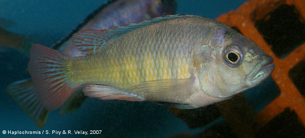 Haplochromis brownae   Greenwood, 1962 male