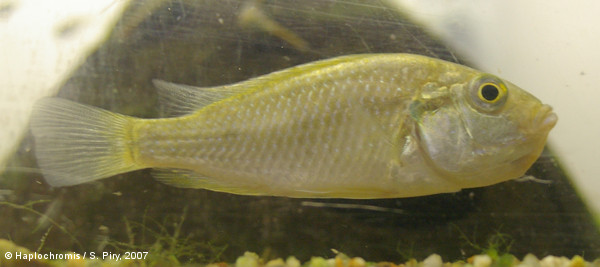 Haplochromis burtoni   (Günther, 1894) femelle sauvage en incubation
