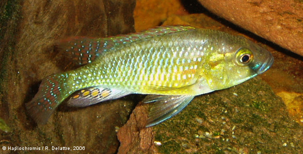 Haplochromis burtoni   (Günther, 1894) mâle