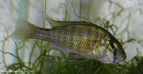 Haplochromis sp. Bukavu femelle sauvage gardant ses alevins