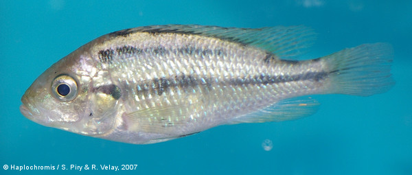 Haplochromis cyaneus   Seehausen, Bouton & Zwennes, 1998 female