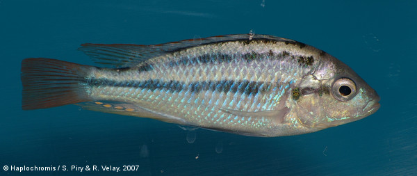 Haplochromis cyaneus   Seehausen, Bouton & Zwennes, 1998 male
