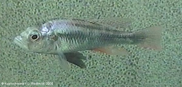 Haplochromis sp. argens mâle