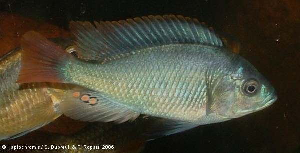 Haplochromis sp. blue obliquidens male