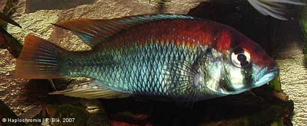 Haplochromis sp. flameback male