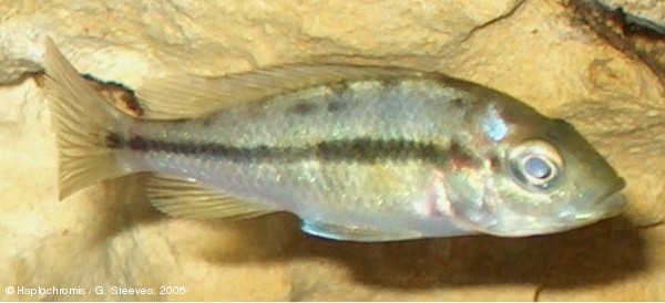 Haplochromis sp. kenya gold female