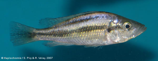 Haplochromis sp. silver stilleto female