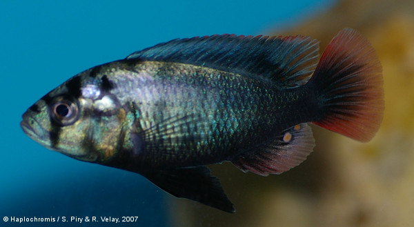 Neochromis sp. Mbita Point mâle