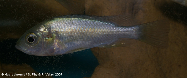 Haplochromis sp. red rock sheller femelle