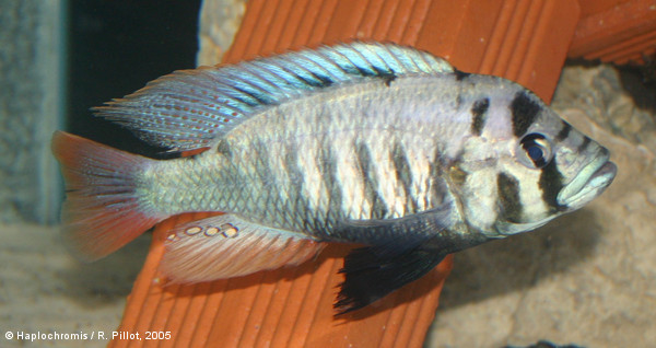 Haplochromis sp. Entebbe mâle
