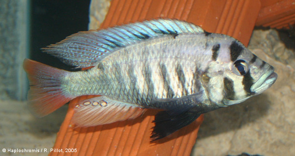 Haplochromis sp. Entebbe male