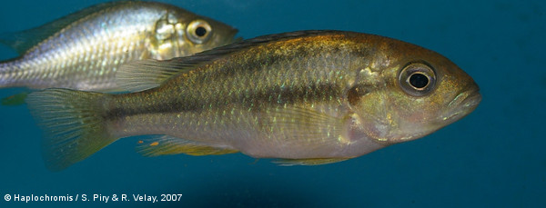 Neochromis sp. madonna female