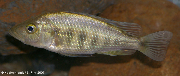 Haplochromis parvidens   (Boulenger, 1911) female