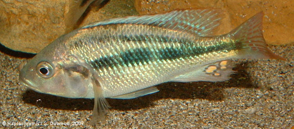 Haplochromis sp. striped rock crusher male
