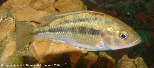 Haplochromis sp. striped rock crusher female