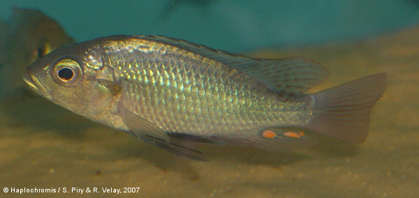 Haplochromis sp. steilstirn male