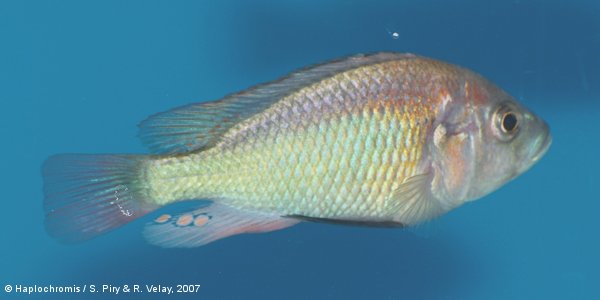 Haplochromis sp. red fire Emesside male
