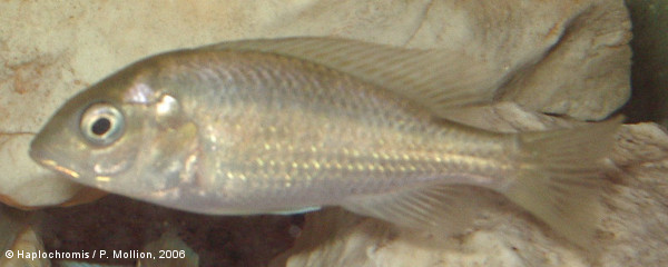 Haplochromis ishmaeli   Boulenger, 1906 female