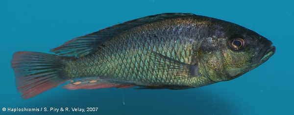 Haplochromis nubilus   (Boulenger, 1906) male
