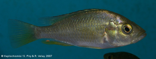 Haplochromis phytophagus   Greenwood, 1966 female