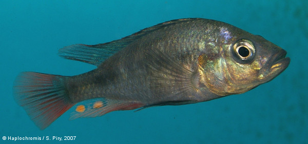 Haplochromis phytophagus   Greenwood, 1966 male