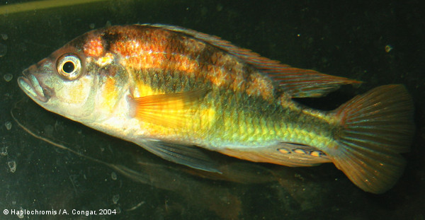 Haplochromis phytophagus   Greenwood, 1966 male