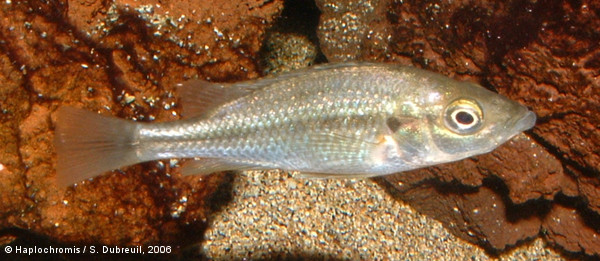 Haplochromis piceatus   Greenwood & Gee, 1969 female
