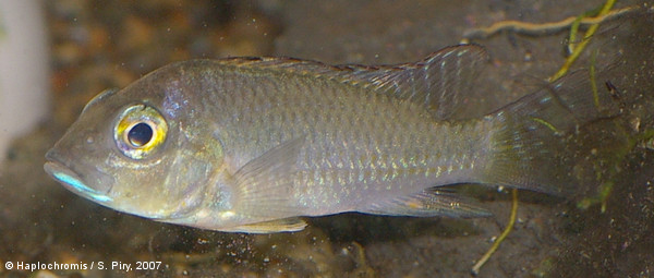 'Haplochromis' polli   Thys van den Audenaerde, 1964 male