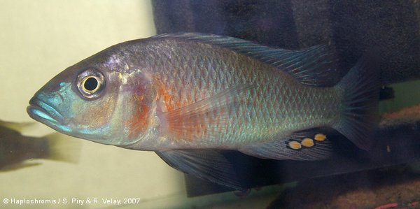 Haplochromis rubescens   Snoeks, 1994 mâle sauvage