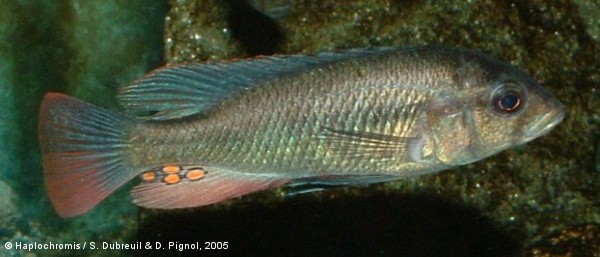 Haplochromis xenognathus   Greenwood, 1957 mâle