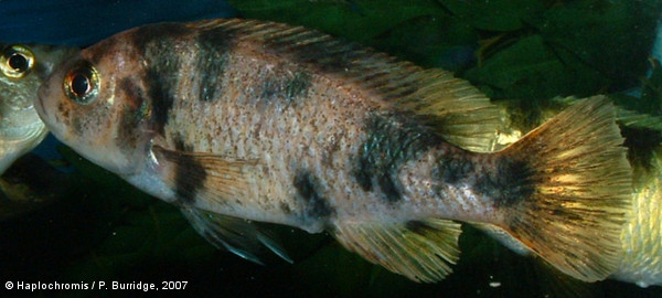 Neochromis omnicaeruleus   Seehausen & Bouton, 1998 blotched female