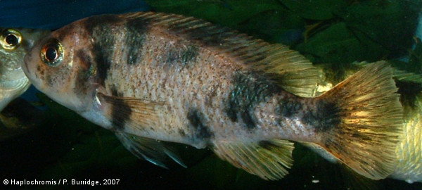 Neochromis omnicaeruleus Seehausen & Bouton, 1998 blotched female