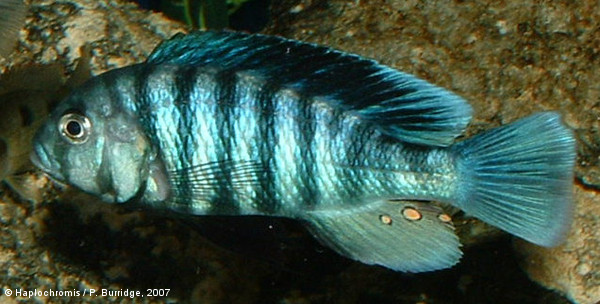 Neochromis omnicaeruleus   Seehausen & Bouton, 1998 male