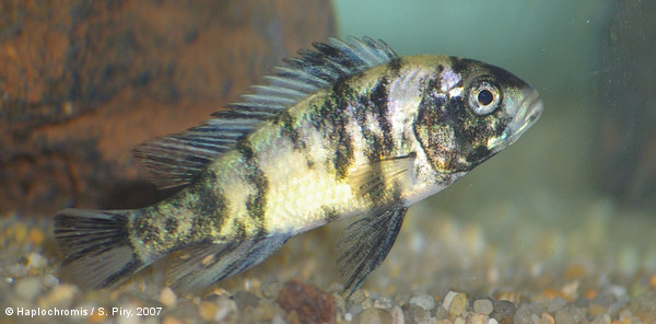 Neochromis omnicaeruleus   Seehausen & Bouton, 1998 young blotched male
