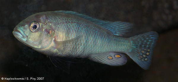 Neochromis omnicaeruleus Seehausen & Bouton, 1998 young male