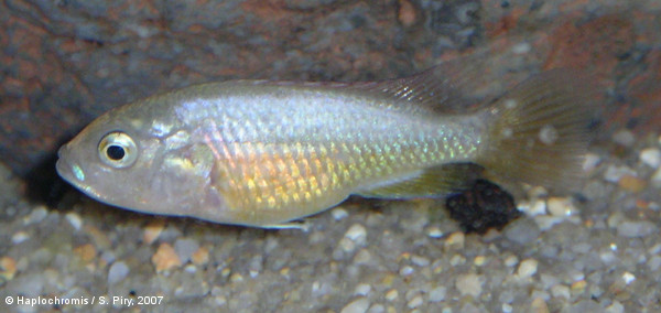 Pseudocrenilabrus multicolor ssp. victoriae   Seegers, 1990 femelle