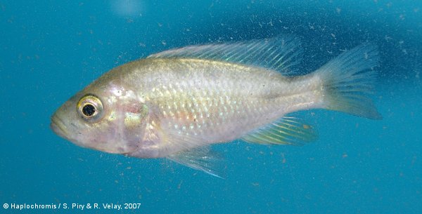 Pundamilia macrocephala   Seehausen & Bouton, 1998 female