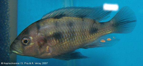 Pundamilia macrocephala   Seehausen & Bouton, 1998 male