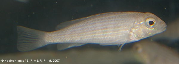 Schwetzochromis neodon   Poll, 1948 jeune femelle