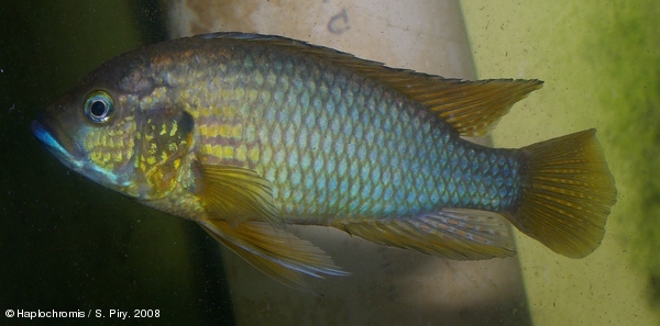 Astatoreochromis straeleni   (Poll, 1944) mâle sauvage