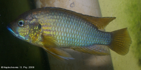 Astatoreochromis straeleni (Poll, 1944) wild male