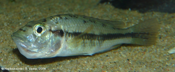 Haplochromis perrieri   (Pellegrin, 1909) holding female