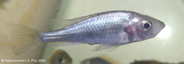 Haplochromis pyrrhocephalus   Witte & Witte-Maas, 1987 femelle