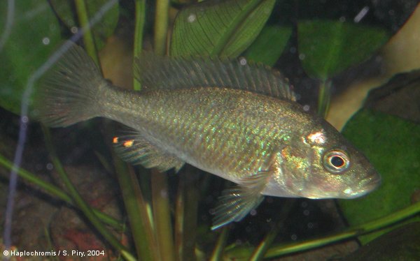 Haplochromis sp. 44 female