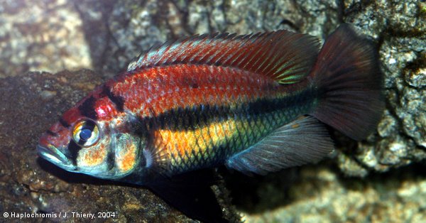Haplochromis sp. all red Kyoga & Nawampassa mâle