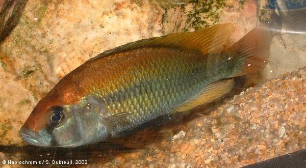 Haplochromis sp. flameback mâle