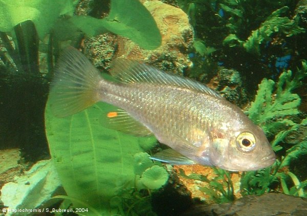 Haplochromis sp. Migori femelle