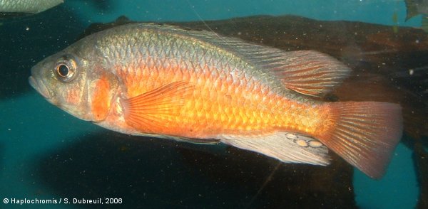 Haplochromis sp. fire male