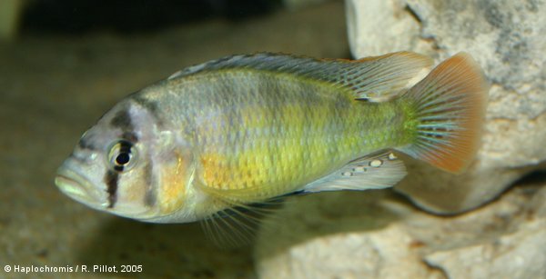 Haplochromis sauvagei   (Pfeffer, 1896) male