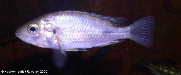 Haplochromis sp. tipped blue femelle